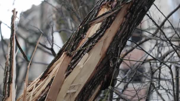 Gebroken Bomen Met Vernielde Huizen Tussen Hen Bomaanslag Oorlog Oekraïne — Stockvideo