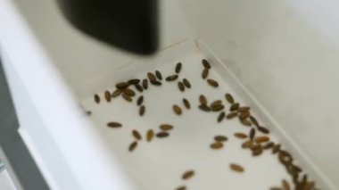 Tohum ekme çizgileriyle sıralama. Otomatik çizginin kendisi hassas tohum dağıtıcıları, bir taşıyıcı bant boyunca hareket eden tepsiler ve ekme delikleri oluşturmak ve tohumları kaplamak için istasyonlar olabilir