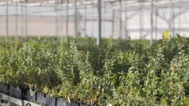 Şehir yeşillenmesi için seralarda sera yetiştirme. Sera, büyümenin çeşitli aşamalarında birçok farklı bitki türleriyle doludur. Yüksek kalite 4k görüntü