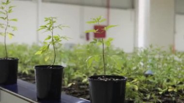 Bitkileri olan tencereler taşıyıcı bantta hareket ediyor. Büyümenin farklı aşamalarında farklı bitkilerle taşıyıcı bant. Yüksek kalite 4k görüntü