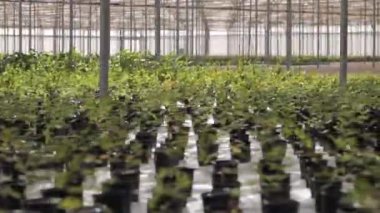 Şehir yeşillenmesi için seralarda sera yetiştirmek. Sera, büyümenin çeşitli aşamalarında birçok farklı bitki türleriyle doludur. Yüksek kalite 4k görüntü