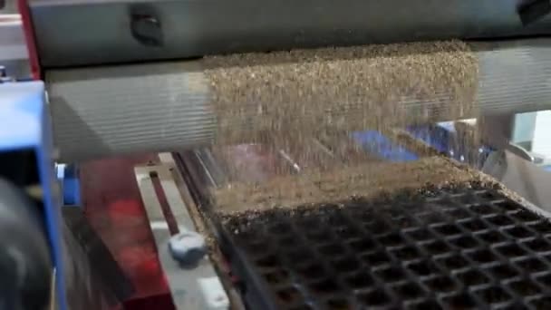 Tohum Dan Seedling Tohum Serpme Çizgileri Mükemmel Bir Fidanlık Modülü — Stok video