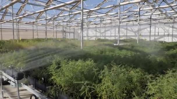 녹화를위한 온실에서 온실은 성장의 단계에서 식물의 유형으로 채워집니다 고품질 — 비디오