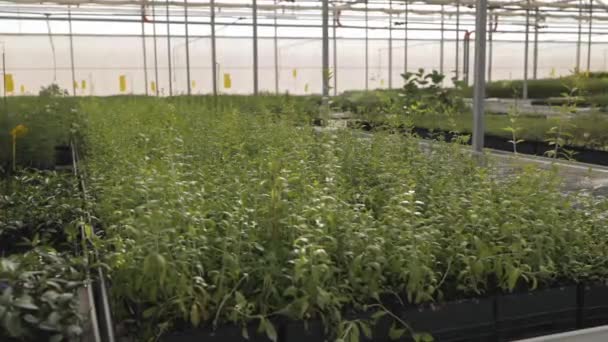 Cultivando Vegetação Estufas Para Greening Urbano Estufa Preenchida Com Muitos — Vídeo de Stock