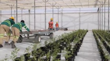 Sera işçileri fabrikaları taşımak için bir römork taşıyorlar. Sahne bir seranın içindeki hareketlilikle dolup taşıyor. Yüksek kalite 4k görüntü