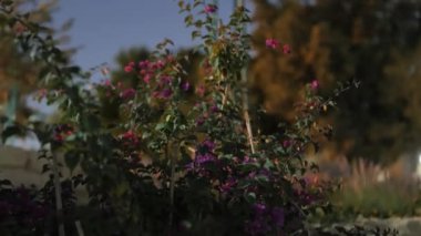 Pembe bougainvillea çiçekleri, her biri beş yapraklı, küçük ve narin. Pembenin canlı bir tonu ve hafif dalgalı kenarları var. Yoğun bir şekilde bir araya toplanmış, bazıları açılmaya başlıyor.