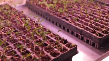 Seradaki kutularda bir sürü bitki olan raflar. Çocuk odası. Seranın cam tavanından akan ışık, çeşitli boyutlarda yeşil kutular içeren metal rafları aydınlatıyor.