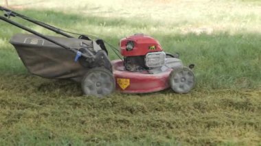 Adam çim biçme makinesiyle yeşil çim biçiyor. Yüksek kaliteli FullHD görüntülü bir adam güneşli bir günde çim biçme makinesini yemyeşil bir çimenlikte itiyor. Çim biçme makinesi kırmızı ve beyaz ve adam şort giyiyor.