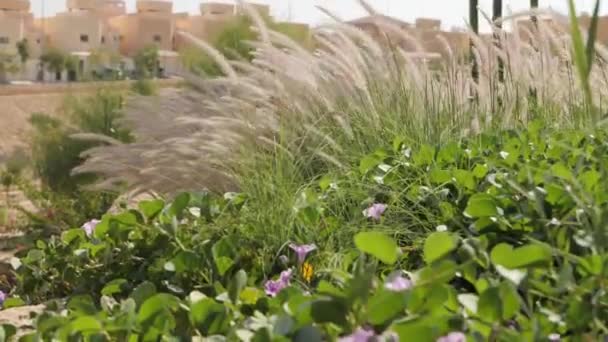 Grand Champ Herbes Hautes Oscille Doucement Dans Brise Vert Vif — Video