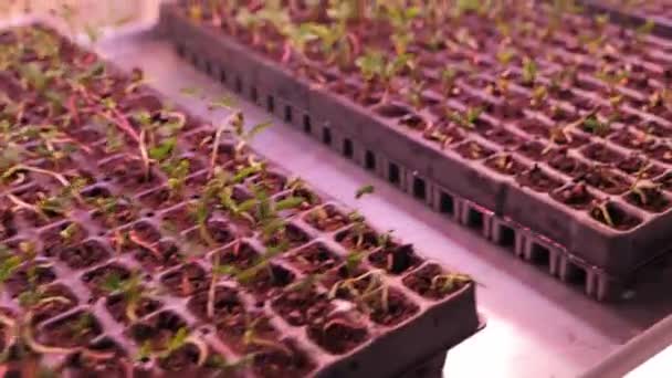 Ρακέτες Πολλά Φυτά Κουτιά Στο Θερμοκήπιο Βρεφοκομείο Φως Ρέει Μέσα — Αρχείο Βίντεο