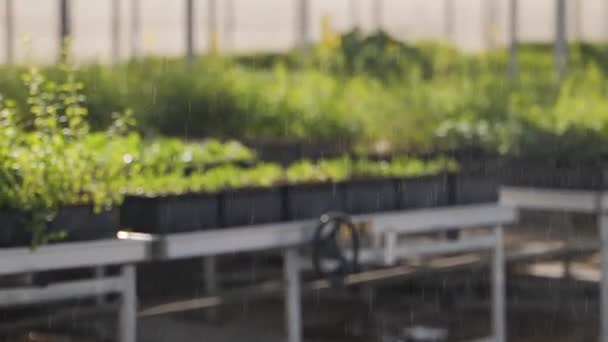 Şehir Yeşillenmesi Için Seralarda Sera Yetiştirme Sera Büyümenin Çeşitli Aşamalarında — Stok video