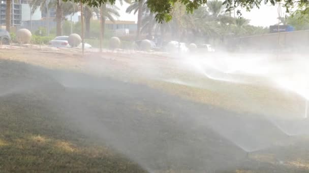 Sprinkler Testa Irrigazione Prato Erba Verde Concetto Giardinaggio Smart Garden — Video Stock