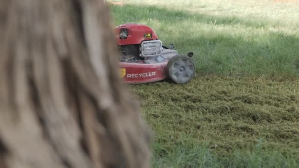 Man Mows Green Grass Lawn Mower Vysoce Kvalitní Fullhd Záběrymuž — Stock video