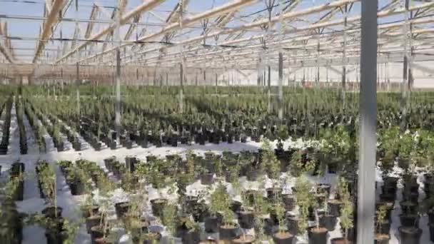 Voksende Grøntområder Drivhus Urbane Grønnsaker Drivhuset Fylt Med Mange Forskjellige – stockvideo