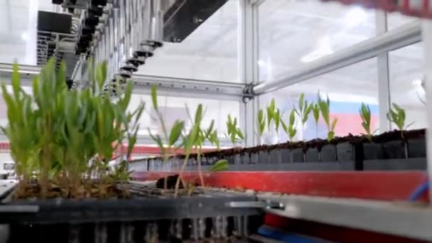 Automatyczne Sadzenie Roślin Szklarniowych Doniczkach Cały Proces Jest Zautomatyzowany Kontrolowany — Wideo stockowe