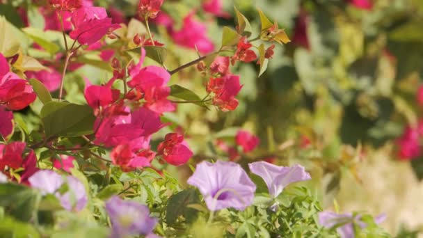 Obraz Pokazuje Zbliżenie Grona Różowych Fioletowych Kwiatów Ogrodzie Kwiaty Pełnym — Wideo stockowe