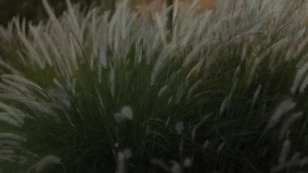 Ein Weites Feld Aus Hohem Gras Das Sich Sanft Wind — Stockvideo