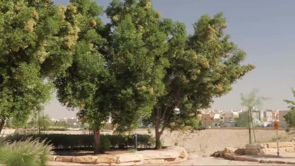 공원에서 가까이 나무는 두꺼운 줄기와 무성한 있습니다 그들의 가지들은 쌍둥이를 — 비디오