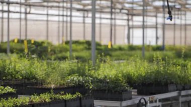 Şehir yeşillenmesi için seralarda sera yetiştirme. Sera, büyümenin çeşitli aşamalarında birçok farklı bitki türleriyle doludur. Yüksek kalite 4k görüntü