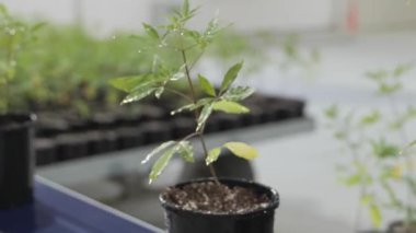 Bitkileri olan tencereler taşıyıcı bantta hareket ediyor. Büyümenin farklı aşamalarında farklı bitkilerle taşıyıcı bant. Yüksek kalite 4k görüntü