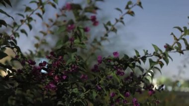 Pembe bougainvillea çiçekleri, her biri beş yapraklı, küçük ve narin. Pembenin canlı bir tonu ve hafif dalgalı kenarları var. Yoğun bir şekilde bir araya toplanmış, bazıları açılmaya başlıyor.
