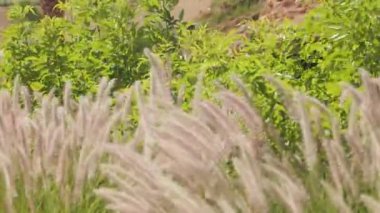 Geniş bir çim alanı rüzgarda hafifçe sallanıyor, canlı yeşil ve ufka doğru uzanıyor. Uzakta, ağaçlar rüzgarda hışırdıyor. Yüksek kalite 4K salıncak görüntüsü