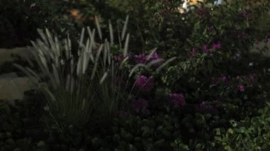 Pembe bougainvillea çiçekleri, her biri beş yapraklı, küçük ve narin. Pembenin canlı bir tonu ve hafif dalgalı kenarları var. Yoğun bir şekilde bir araya toplanmış, bazıları açılmaya başlıyor.