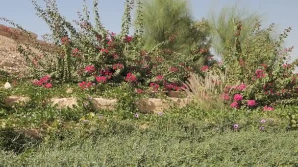 Tętniąca Życiem Gromada Różowych Kwiatów Kwitnie Bujnym Zielonym Krzewie Delikatne — Wideo stockowe