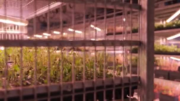 温室の箱にたくさんの植物が入っているラック ナースリー 温室のガラスの天井を通って光が流れ 緑を含むさまざまなサイズの箱が付いている金属製ラックの列を照らします — ストック動画