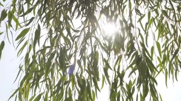 Long Slender Branches Trees Cascade Downward Creating Graceful Silhouette Leaves — Stock Video