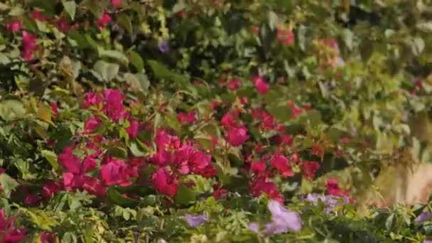 이미지는 정원에서 분홍색과 보라색 클러스터의 클로즈업을 보여줍니다 만발하고 섬세한 꽃잎이 — 비디오