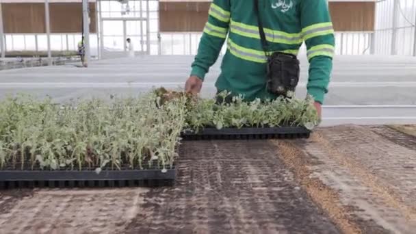 Ένας Εργάτης Του Θερμοκηπίου Οργανώνει Γλάστρες Φυτά Ζυγές Σειρές Ένας — Αρχείο Βίντεο