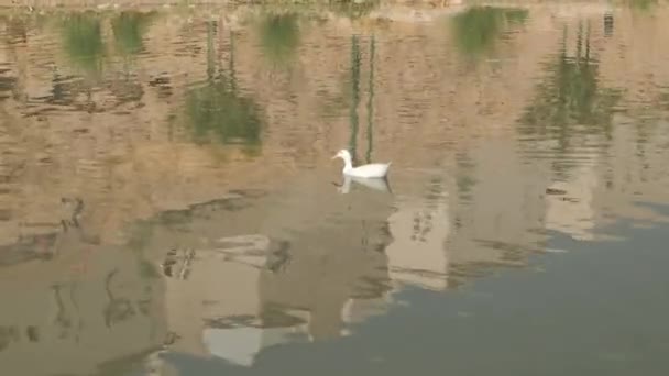 Groupe Canards Blancs Nage Paisiblement Dans Étang Calme Les Arbres — Video