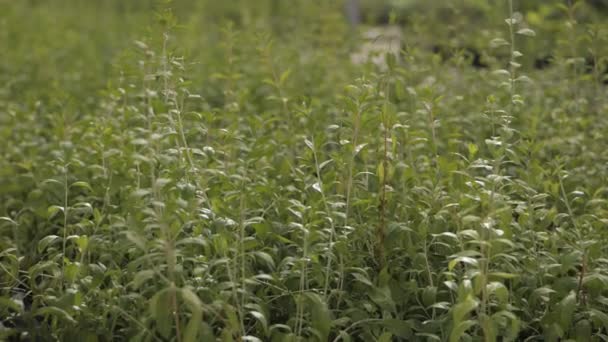 녹화를위한 온실에서 온실은 성장의 단계에서 식물의 유형으로 채워집니다 고품질 — 비디오