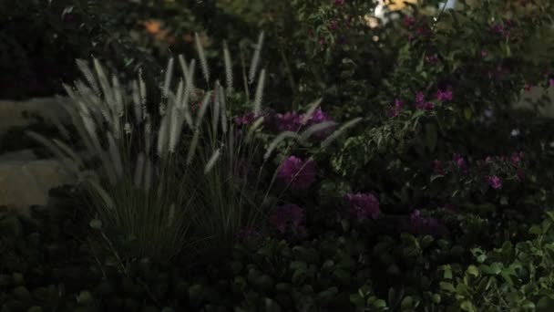 Pembe Bougainvillea Çiçekleri Her Biri Beş Yapraklı Küçük Narin Pembenin — Stok video