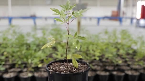 Pots Plants Move Conveyor Belt Conveyor Belt Different Plants Different — Stock Video