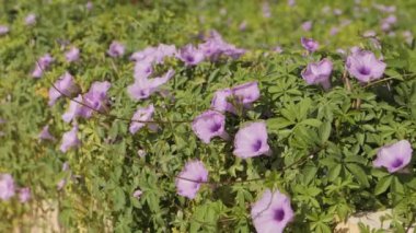 Resim, bir bahçedeki pembe ve mor çiçek kümesinin yakın çekimini gösteriyor. Çiçekler tamamen çiçek açmış ve hassas taç yaprakları var. Arka plan bulanık, ama diğer çiçekleri gösteriyor.