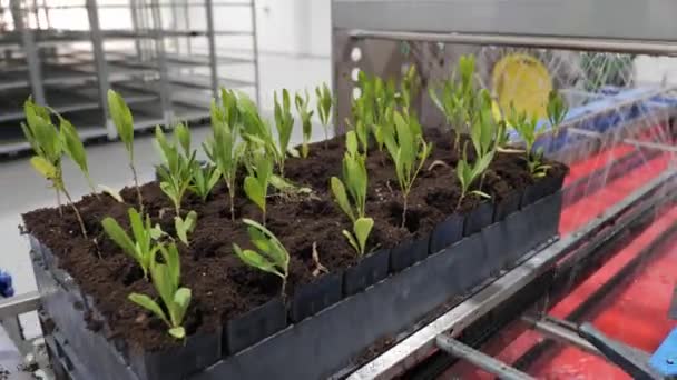 Növényes Edények Szállítószalagon Mozognak Automatikus Öntözés Szállítószalag Különböző Növényekkel Növekedés — Stock videók