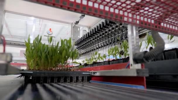 Plantação Automática Plantas Efeito Estufa Vasos Todo Processo Automatizado Controlado — Vídeo de Stock
