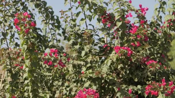 Einem Sattgrünen Strauch Blüht Eine Lebhafte Traube Rosa Blüten Die — Stockvideo