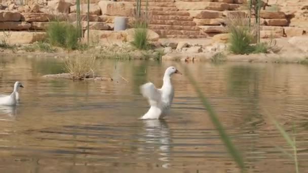 Cluster White Ducks Peacefully Swims Calm Pond Trees Plants Visible — Stock Video