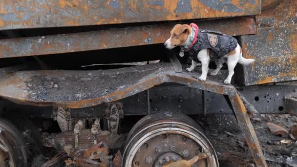 Jack Russel Hund Patron Unter Zerstörten Russischen Militärfahrzeugen Inmitten Eines — Stockvideo