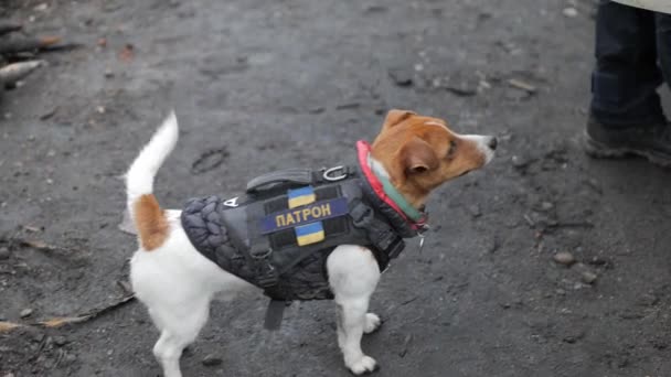 Jack Russell Hond Beschermheer Onder Vernietigde Russische Militaire Voertuigen Tussen — Stockvideo