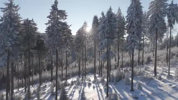 Aerial Perspective Sunlight Filters Dense Canopy Winter Pines Casting Luminous — Stock Video