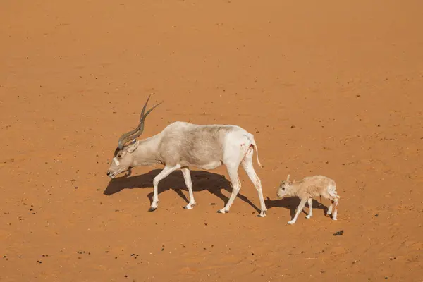 Anne Antilop ve Buzağı Çölde Yürüyor. Suudi Arabistan. Safari. Uçsuz bucaksız çölde yürüyen bir antilop ve yavrusunun çarpıcı görüntüsü. Altın-turuncu kum