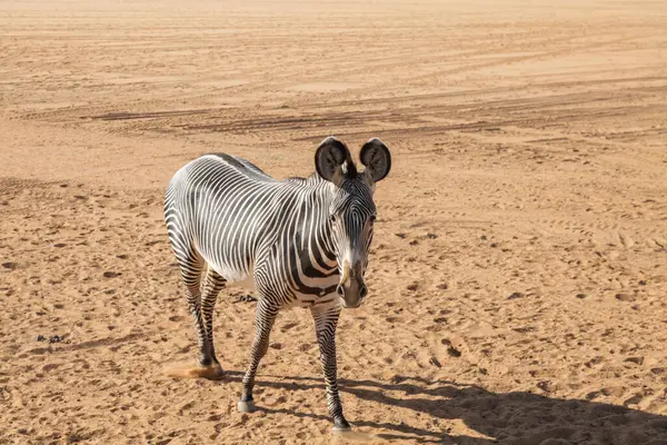 Geniş bir çöl manzarasında duran Yalnız Zebra. Suudi Arabistan. Safari. Yüksek kaliteli fotoğraf.