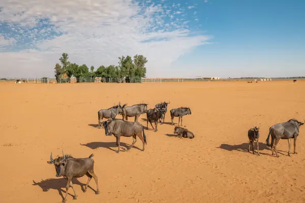 Uçsuz bucaksız bir çöl arazisinde dolaşan antilop sürüsü. Suudi Arabistan. Safari. Kuru, kumlu bir çöl boyunca ilerleyen bir antilop sürüsünün çarpıcı bir görüntüsü dağınık mavi gökyüzünün altında