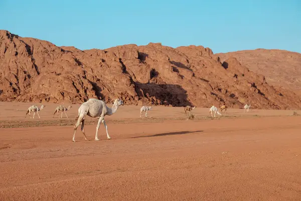 Çölde Rocky Dağı 'na karşı dolaşan bir deve sürüsü. Suudi Arabistan. Sakin ve büyüleyici bir çöl manzarası. Bir deve sürüsü engebeli ve kayalık zeminde özgürce dolaşıyor.