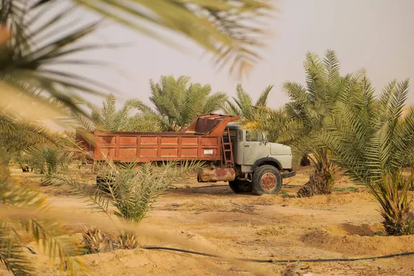 Suudi Arabistan tarihli Palm Farm 'da antika bir kamyon. Eski paslı bir çöp kamyonu Suudi Arabistan 'da yemyeşil bir hurma çiftliğinin ortasına park etmiş. Sahne, geleneksel tarımın özünü yakalıyor ve...