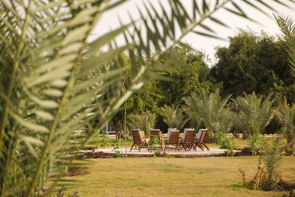 Palm Oasis 'te açık hava ateş kuyusu. Bir taş ateş çukurunun etrafında, yemyeşil palmiye ağaçlarıyla çevrili, rahat bir açık hava oturma alanı düzenlenir. Rahat yastıklı sandalyeler için mükemmel bir yer yaratıyor.